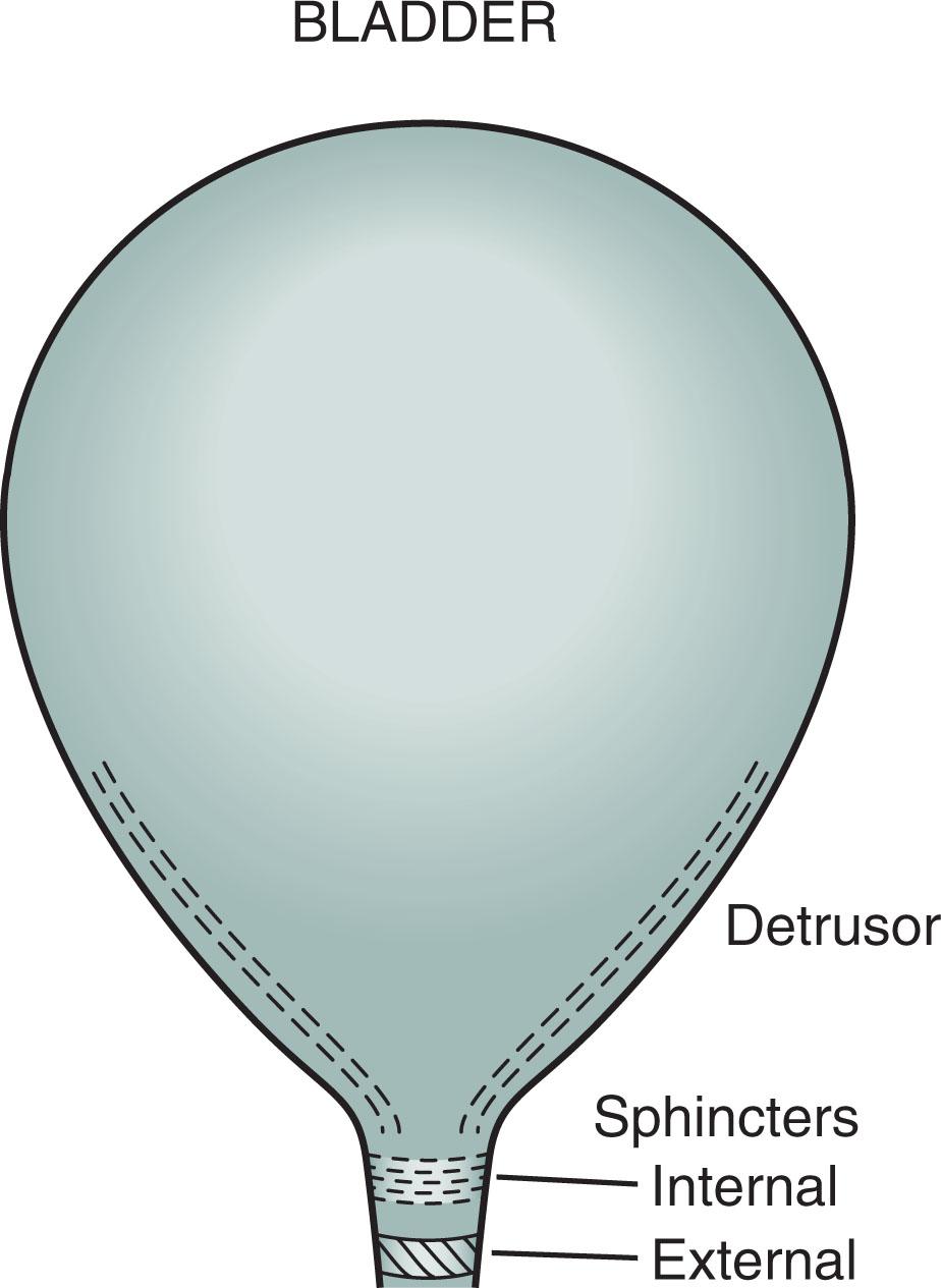 Fig. 15.5, The urinary outflow of the bladder has two sphincters: an internal sphincter controlled by the autonomic nervous system (ANS), and an external one under voluntary control. Normal urinary bladder emptying (urination) occurs when the detrusor (wall) muscle contracts and both sphincter muscles relax. Purposefully urinating requires voluntary action (to relax the external sphincter) and reflex parasympathetic (ANS) activity (to contract the detrusor and relax the internal sphincter). Urinary retention occurs with either anticholinergic medication or excessive sympathetic activity because both inhibit detrusor contraction and internal sphincter muscle relaxation. Urinary retention also occurs with spinal cord injury because the external sphincter is unable to relax as it is spastic and paretic (dyssynergic).