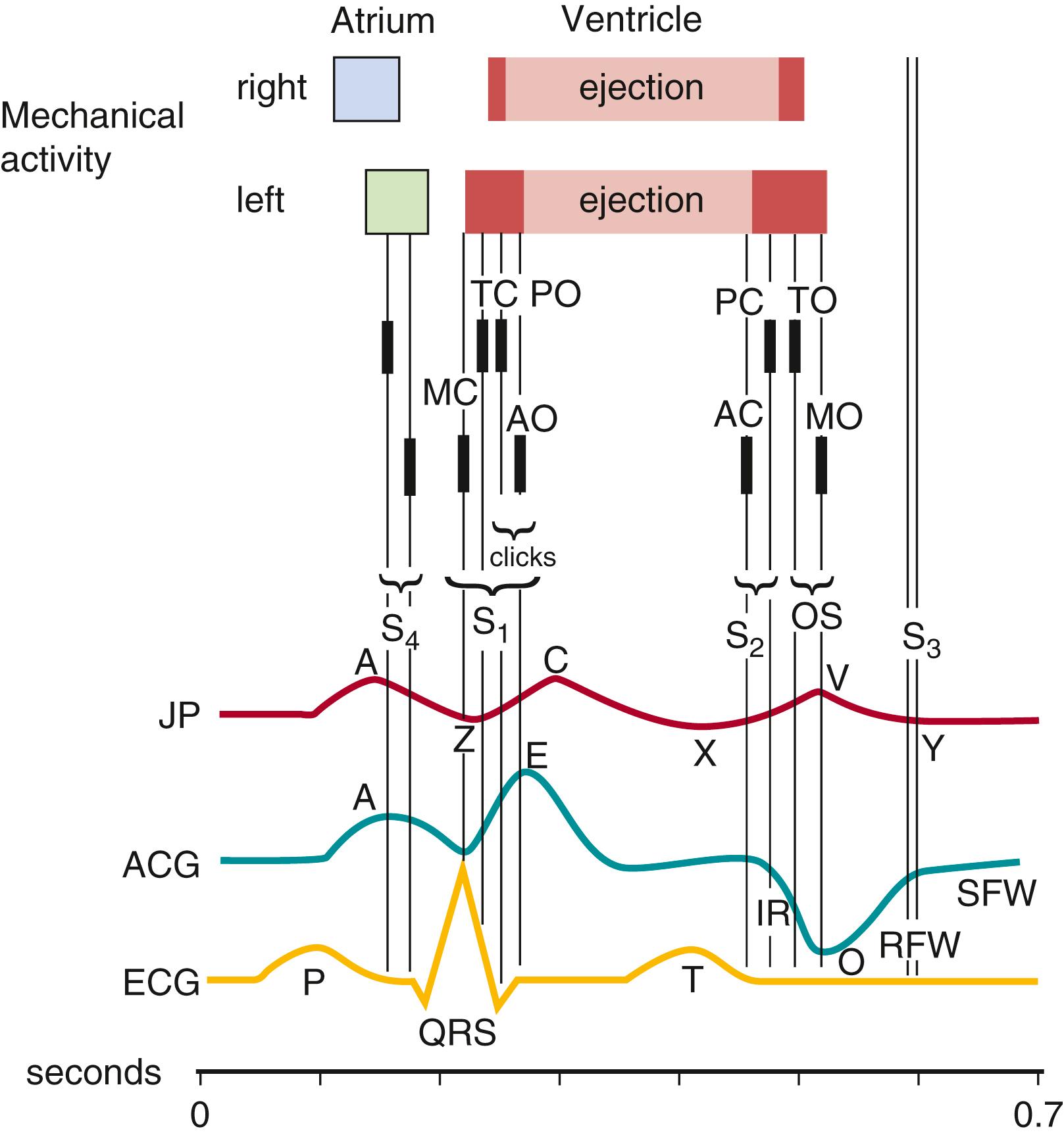 Fig. 9.2, The cardiac cycle. Relationship among electrical and mechanical events, valvular motion, heart sounds (S 1 , S 2 , S 3 , and S 4 ), the jugular pulse wave (JP), and the apexcardiogram (ACG). AC and AO, aortic component and opening; IR, isovolumic (isochronic) relaxation wave; MC and MO, mitral component and opening; O, opening of mitral valve; OS, opening snap of atrioventricular valves; PC and PO, pulmonic component and opening; RFW, rapid-filling wave; SFW, slow-filling wave; TC and TO, tricuspid component and opening.