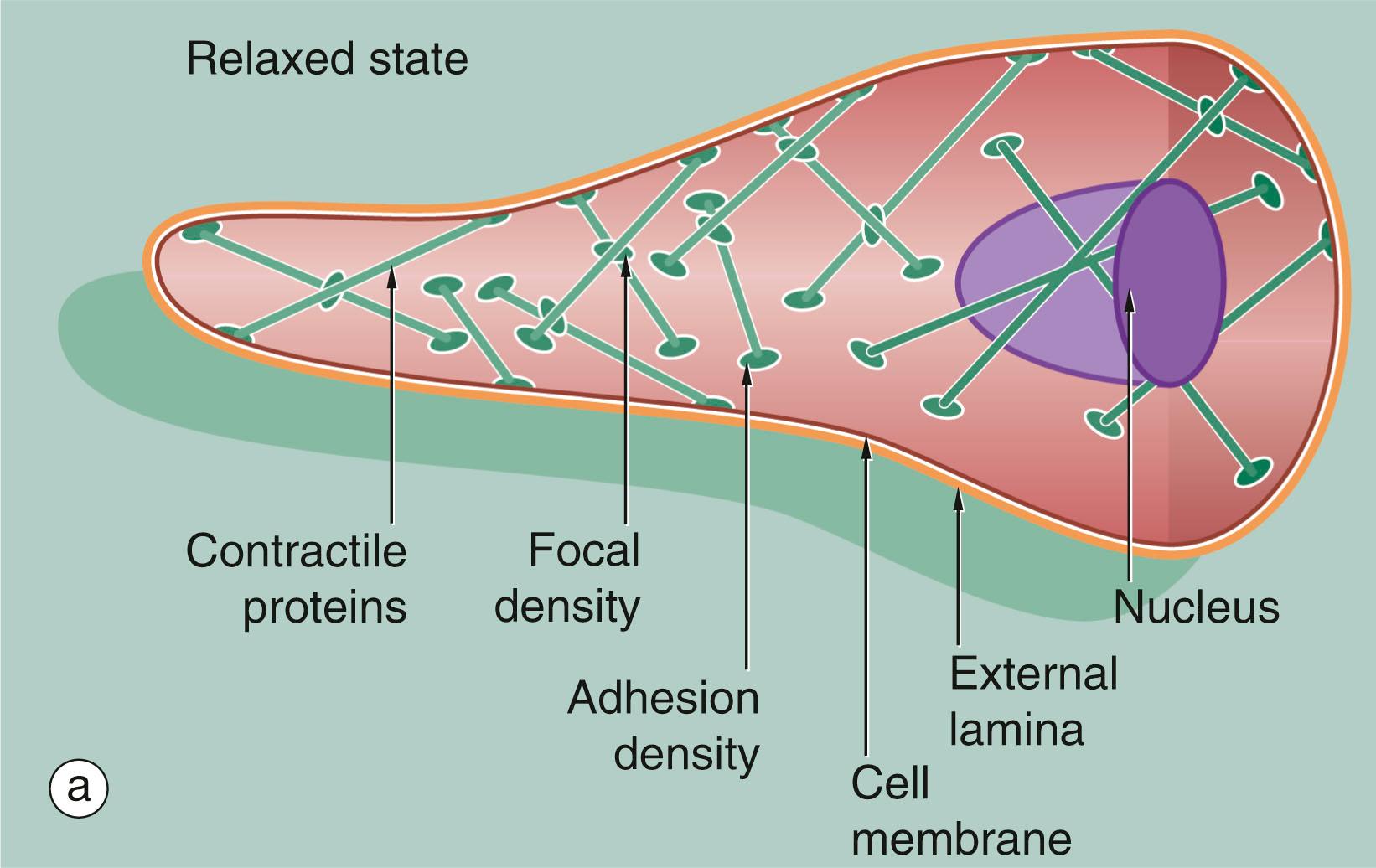 Fig. 6.20, Smooth muscle contraction