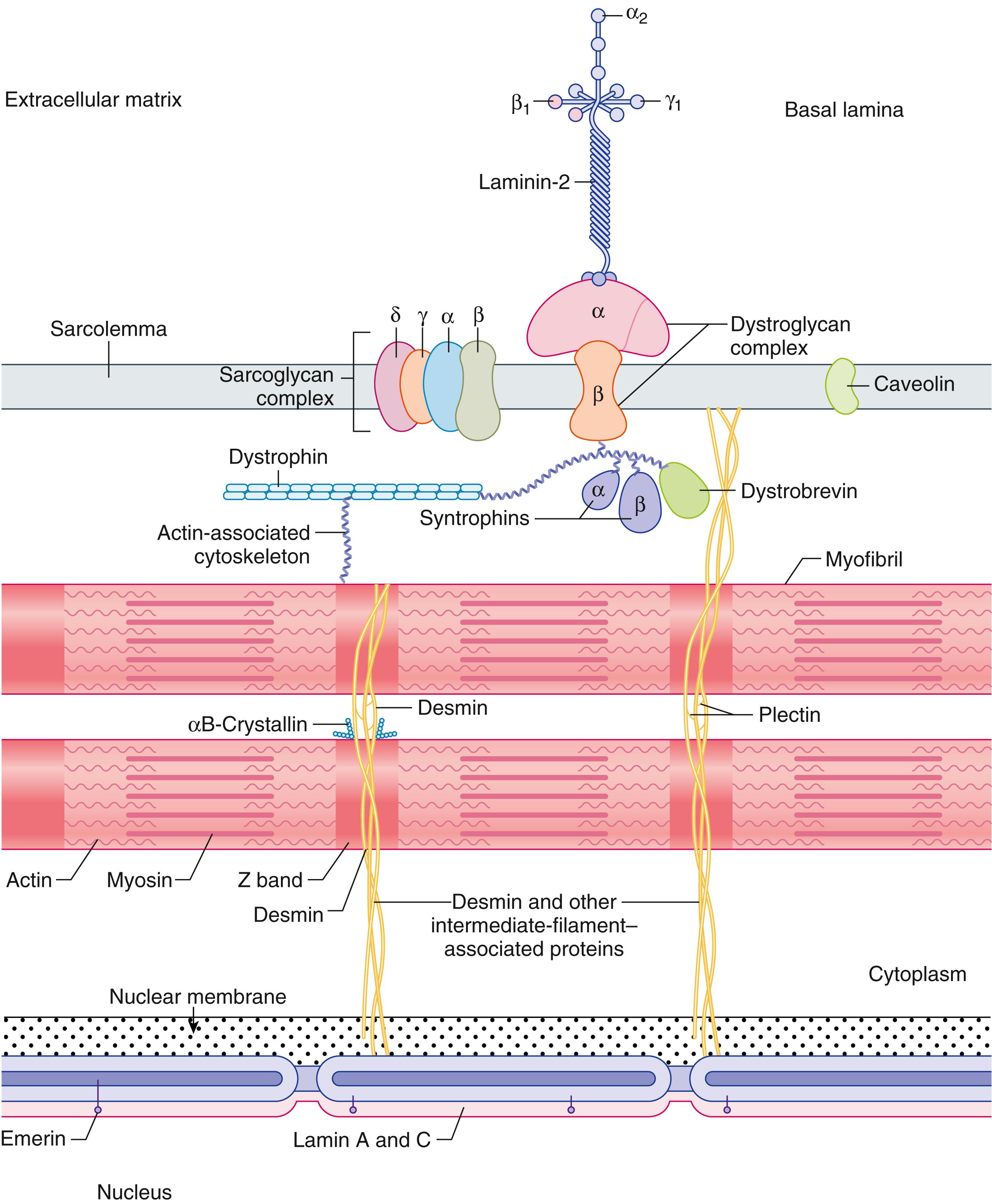 E-FIGURE 389-1, Muscle structure.