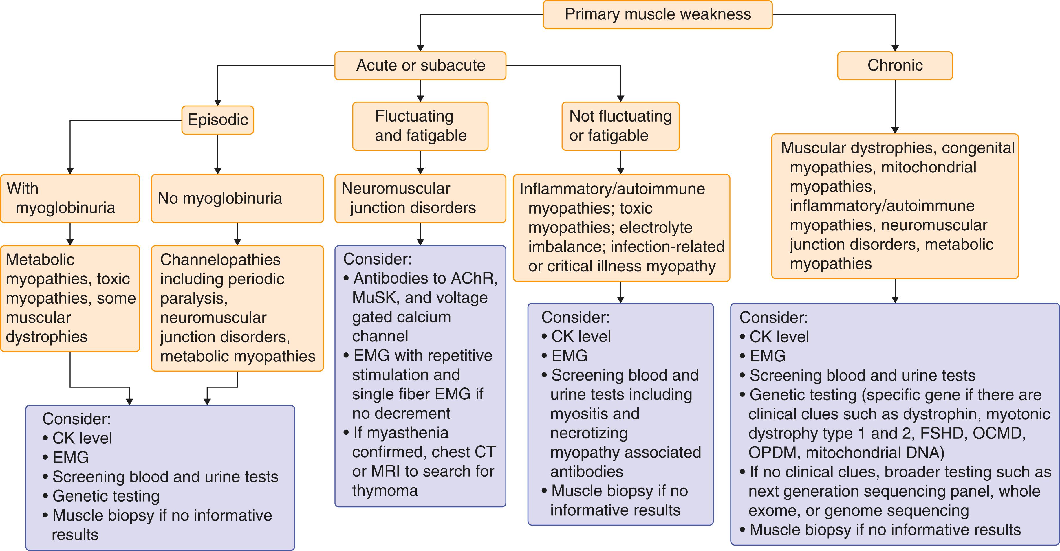 FIGURE 389-1, Approach to weakness of muscle origin.