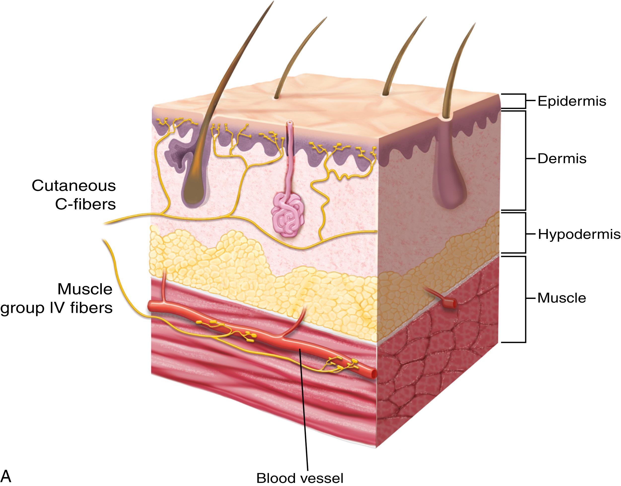 Fig. 29.1, Sensory Innervation of the Skin and Muscle.