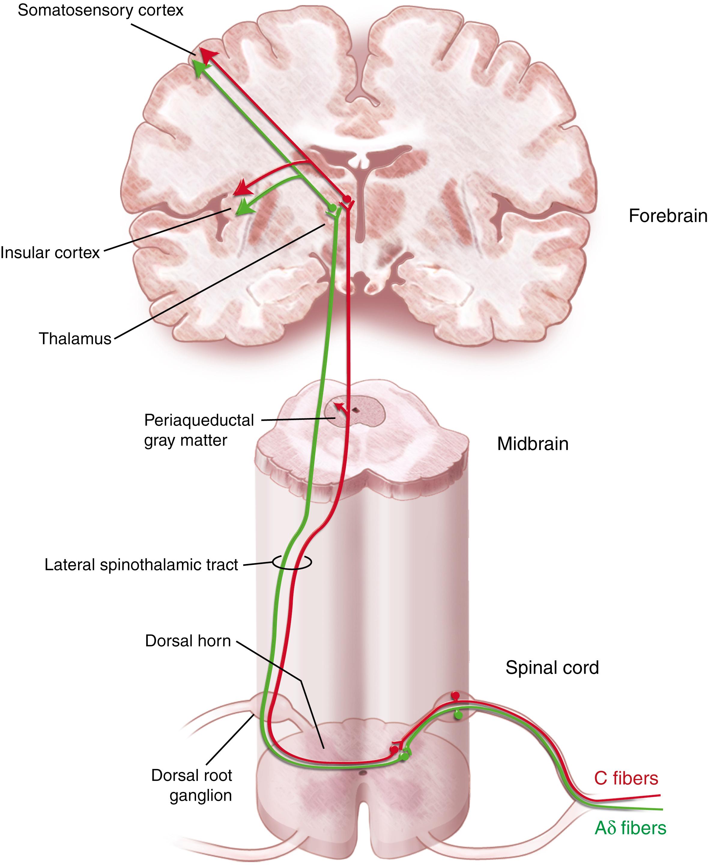 Fig. 29.2, The Central Nervous System Pain Pathway.