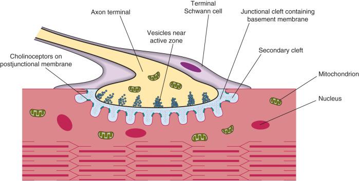 Fig. 8.1, The neuromuscular junction with an axon terminal, containing vesicles of acetylcholine. The neurotransmitter is released on arrival of an action potential and crosses the junctional cleft to stimulate the postjunctional receptors on the shoulders of the secondary clefts.