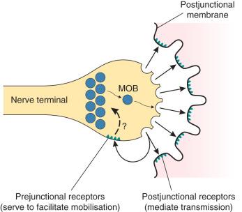Fig. 8.3, Acetylcholine receptors are present on the shoulders of the axon terminal as well as on the postjunctional membrane. Stimulation of the prejunctional receptors mobilises (MOB) the vesicles of acetylcholine to move into the active zone, ready for release on arrival of another nerve impulse. The mechanism requires Ca 2+ ions.