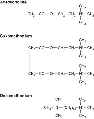 Fig. 8.4, The chemical structures of acetylcholine and suxamethonium. The similarity between the structure of suxamethonium and two molecules of acetylcholine can be seen. The structure of decamethonium is also shown. The quaternary ammonium radicals N + (CH 3 ) 3 cling to the α subunits of the postsynaptic receptor.