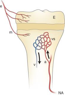 Figure 137.1, Blood supply to the metaphysis and epiphysis of a child and the arterial channels through which invading organisms enter the growing bone.