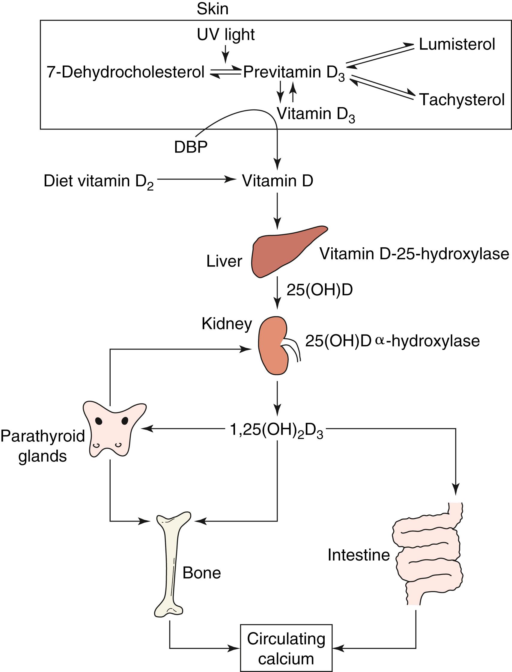 Fig. 52.2, Metabolism of vitamin D. Previtamin D 3 is formed in the skin and isomerizes to vitamin D 3 or other biologically inert isomers. Vitamin D binding protein (DBP) has an affinity only for vitamin D 3 , which is translocated to the circulation. Vitamin D is then hydroxylated in the liver and kidney to the active metabolite, 1,25(OH) 2 D 3 .