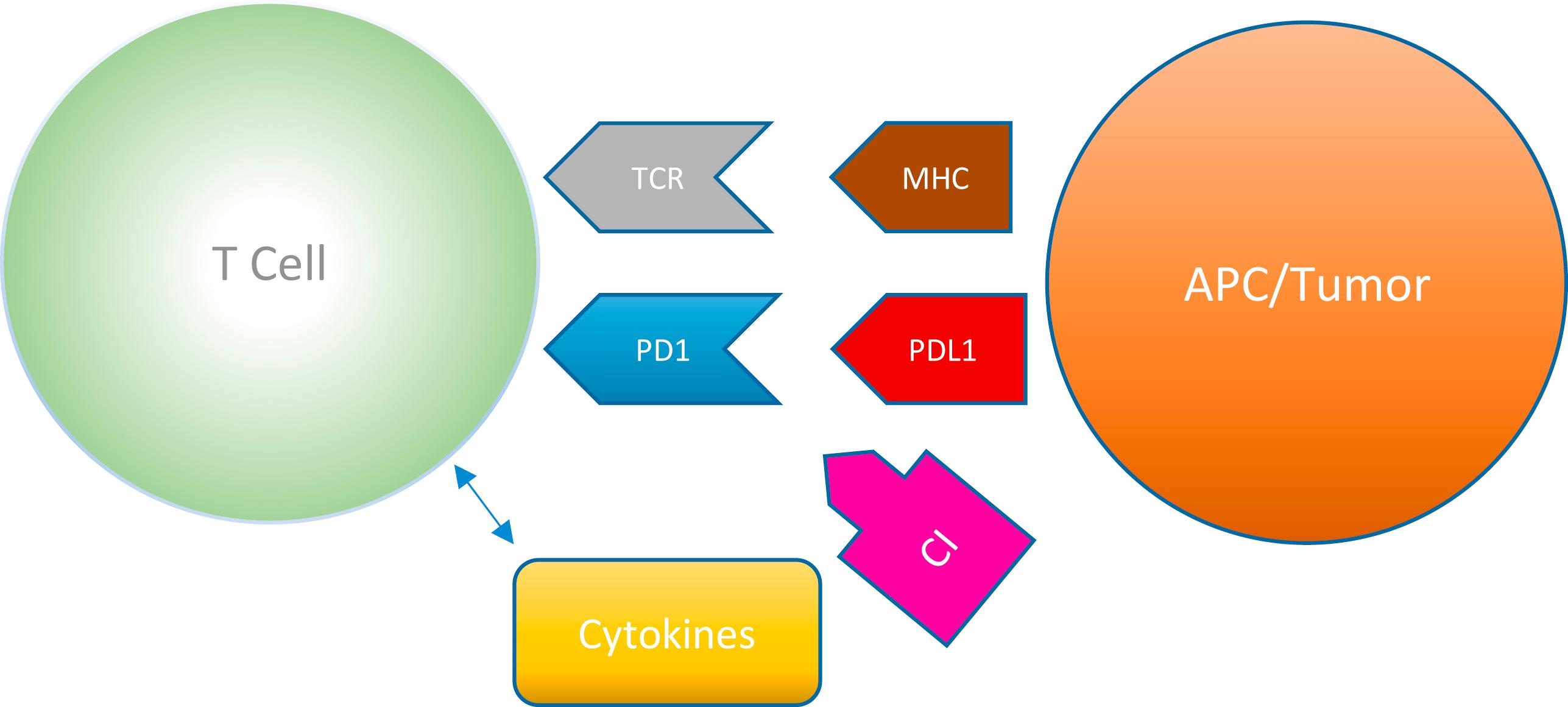 Fig. 17.1, The MCH-TCR interaction leads to the release of cytokines (IFN-gamma, IL-12, granzymes) from T cells. Cancer to T cell binding creates an environment of chronic proinflammatory release that produces PD-1 receptors at the surface of T cell. The tumor PDL1-PD1 connection inhibits apoptosis and inactivation of T cells. CI blocks PD1-PDL1 binding, thus enhancing the recognition of cancer cells. APC , antigen-presenting cell; CI , checkpoint inhibitor antibody; MHC, major histocompatibility complex; PD1 , programmed cell death-1, Programmed death cell ligand-1; TCR , T cell receptor.
