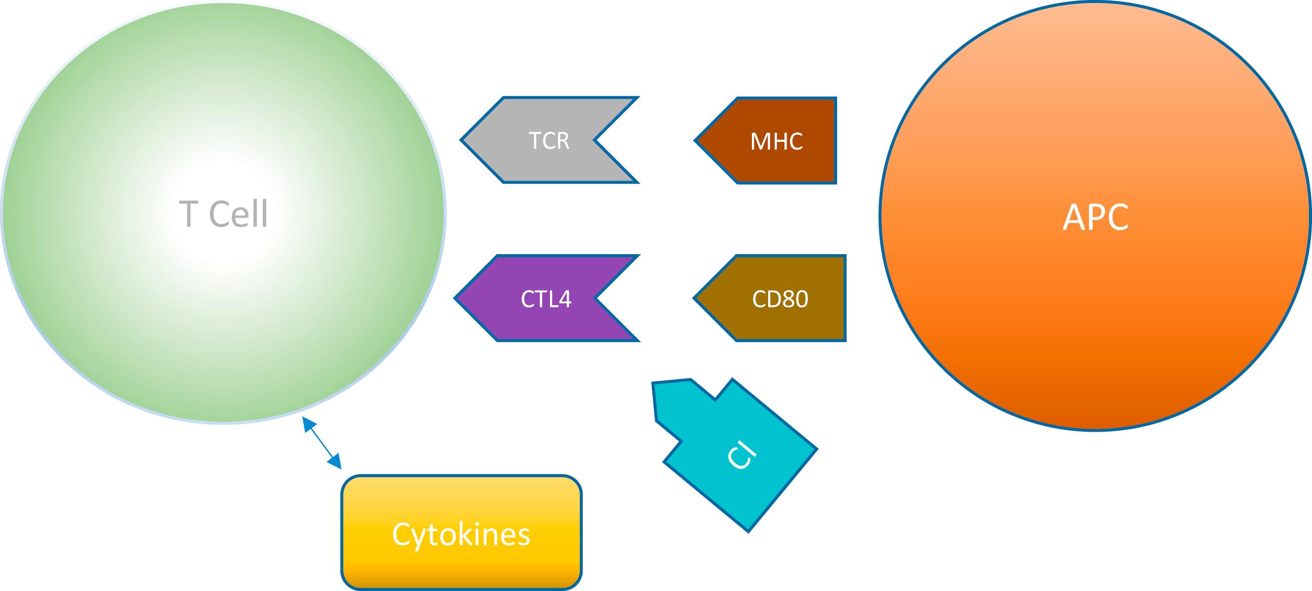 Fig. 17.2, MCH-TCR interaction leads to the release of cytokines (IFN-gamma, IL-12, granzymes) from T cells. Activation of immune cells (CD4 or CD8 T cells) and release of cytokines will lead to upregulation of CTL4 surface receptors. The binding of CTL4 with APC ligands (CD80) reduces the release of cytokines. This inhibitory feedback is considered a “checkpoint” of the immune response. By blocking CTL4, cytokines and other enzymes are released to fight tumor cells. APC , antigen-presenting cell; CD80 , costimulatory receptor; CI , checkpoint inhibitor antibody; CTL4 , cytotoxic T-lymphocyte-associated protein 4; MHC , major histocompatibility complex; TCR , T cell receptor .