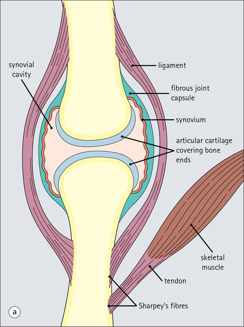 Fig. 13.29, Synovial Joint.