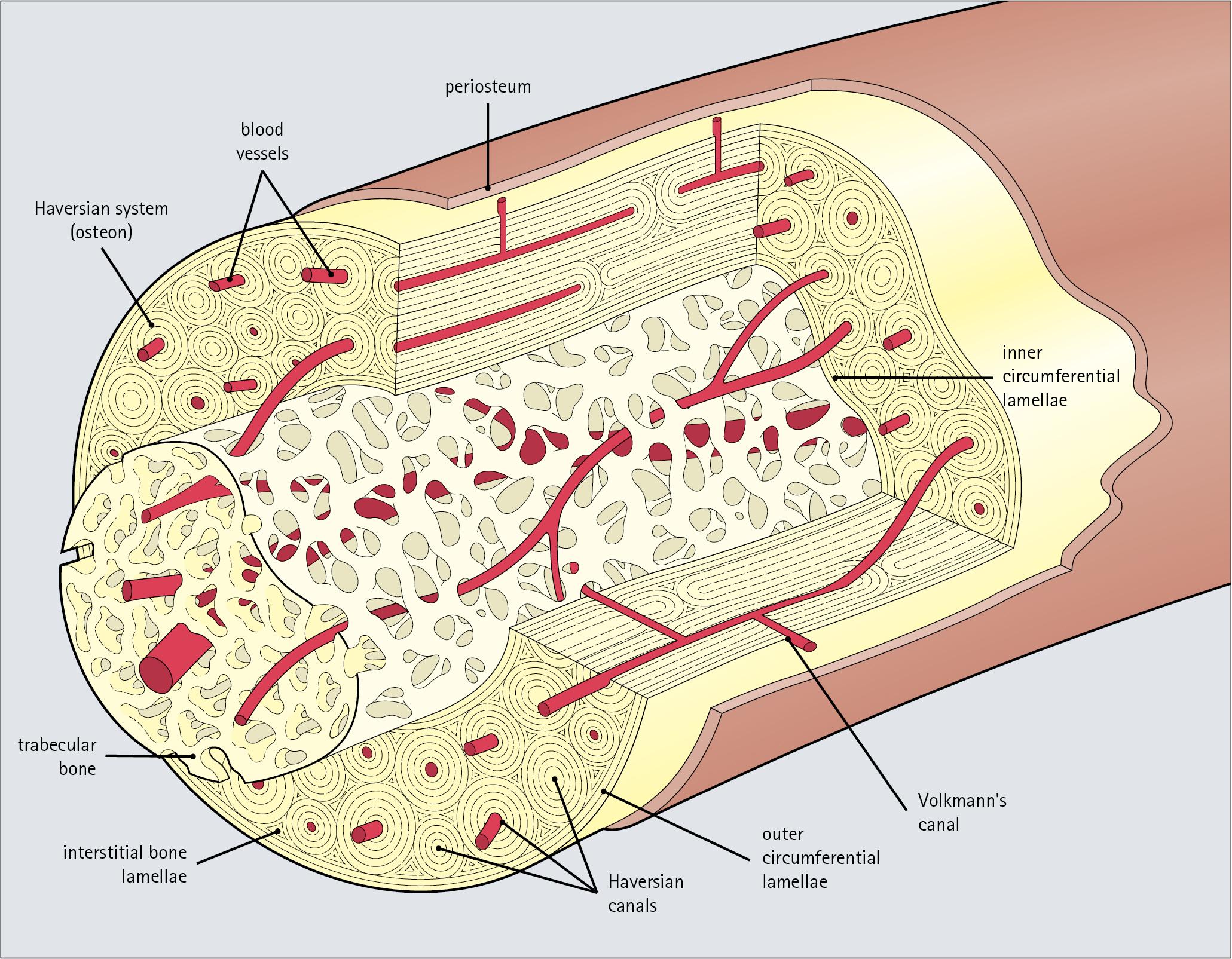 Fig. 13.15, A Typical Long Bone Shaft.