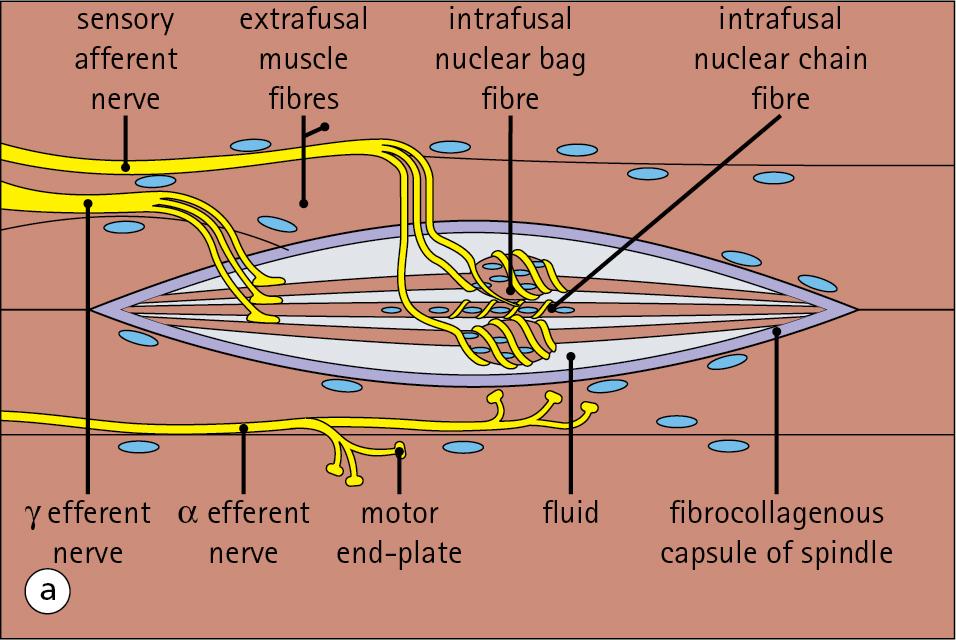 Fig. 13.7, Sensory Innervation of Skeletal Muscle.