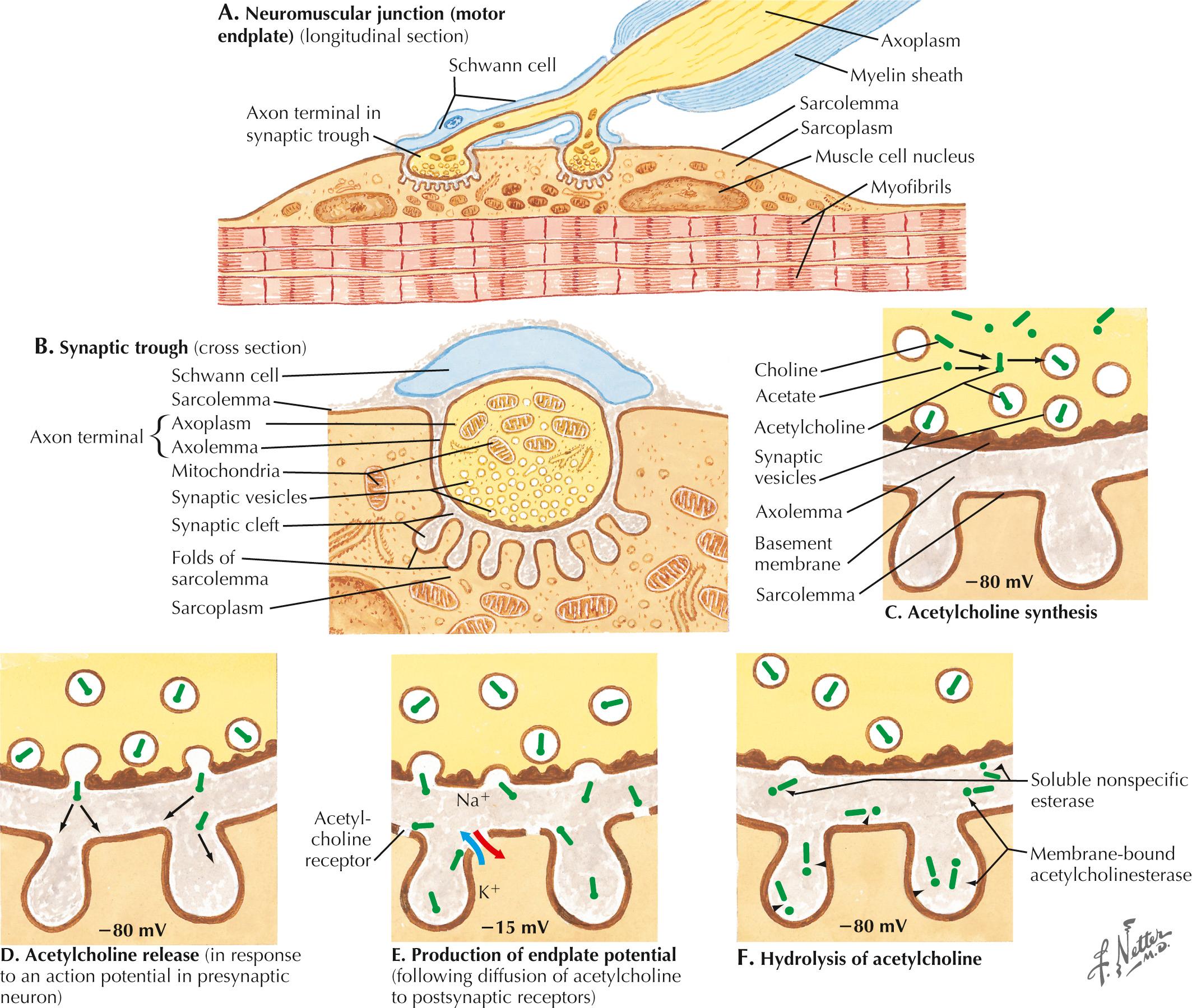 Fig. 68.1, Somatic Neuromuscular Transmission.