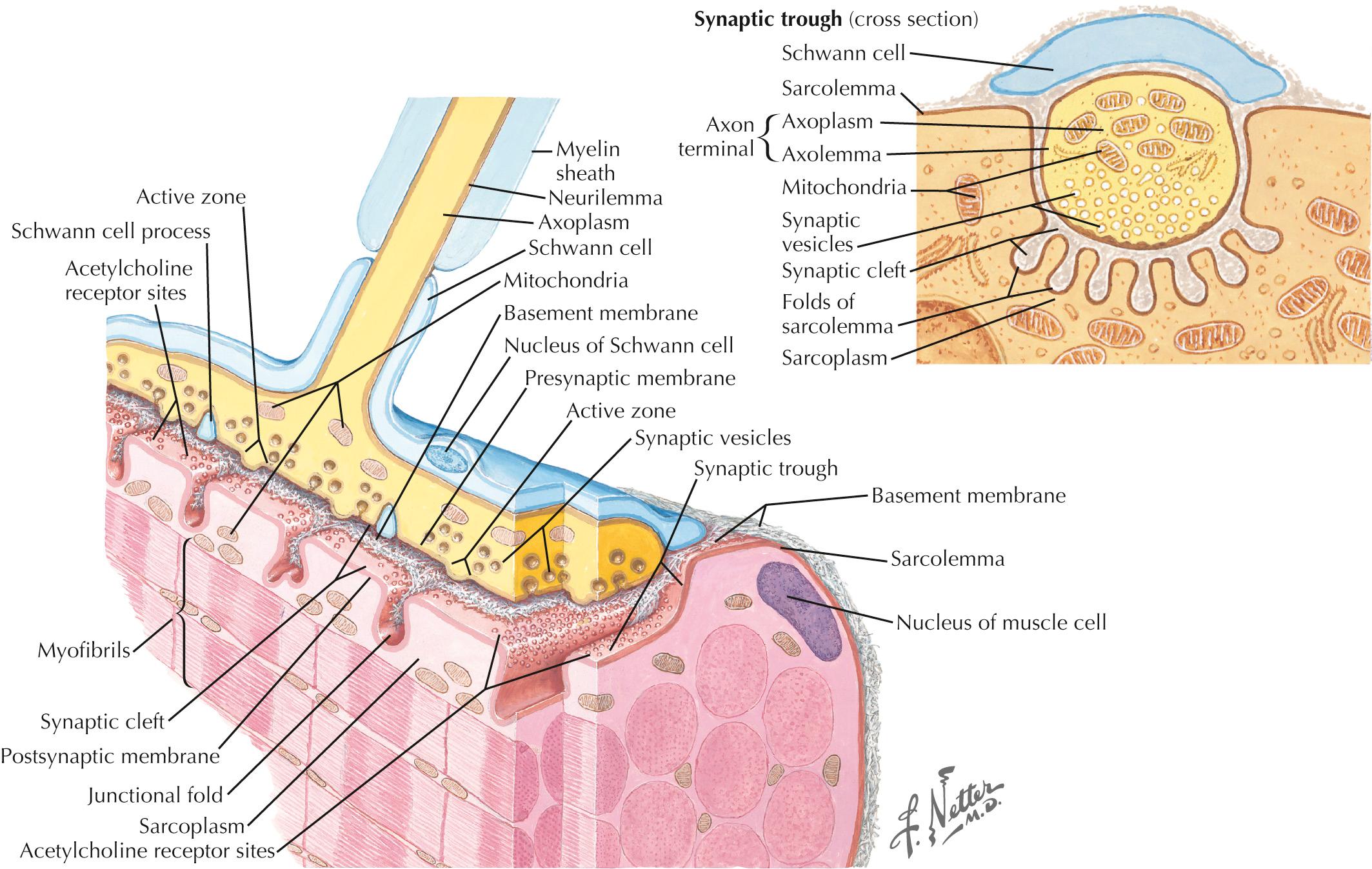 Fig. 68.2, Neuromuscular Neurotransmission.