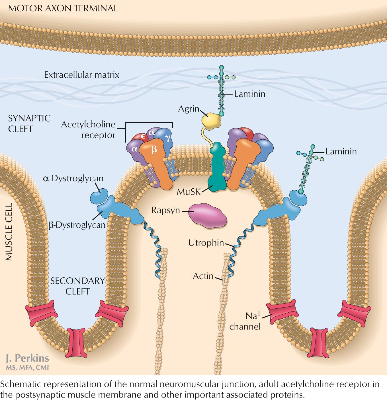 Fig. 68.3, Acetylcholine Receptor and Neuromuscular Junction.