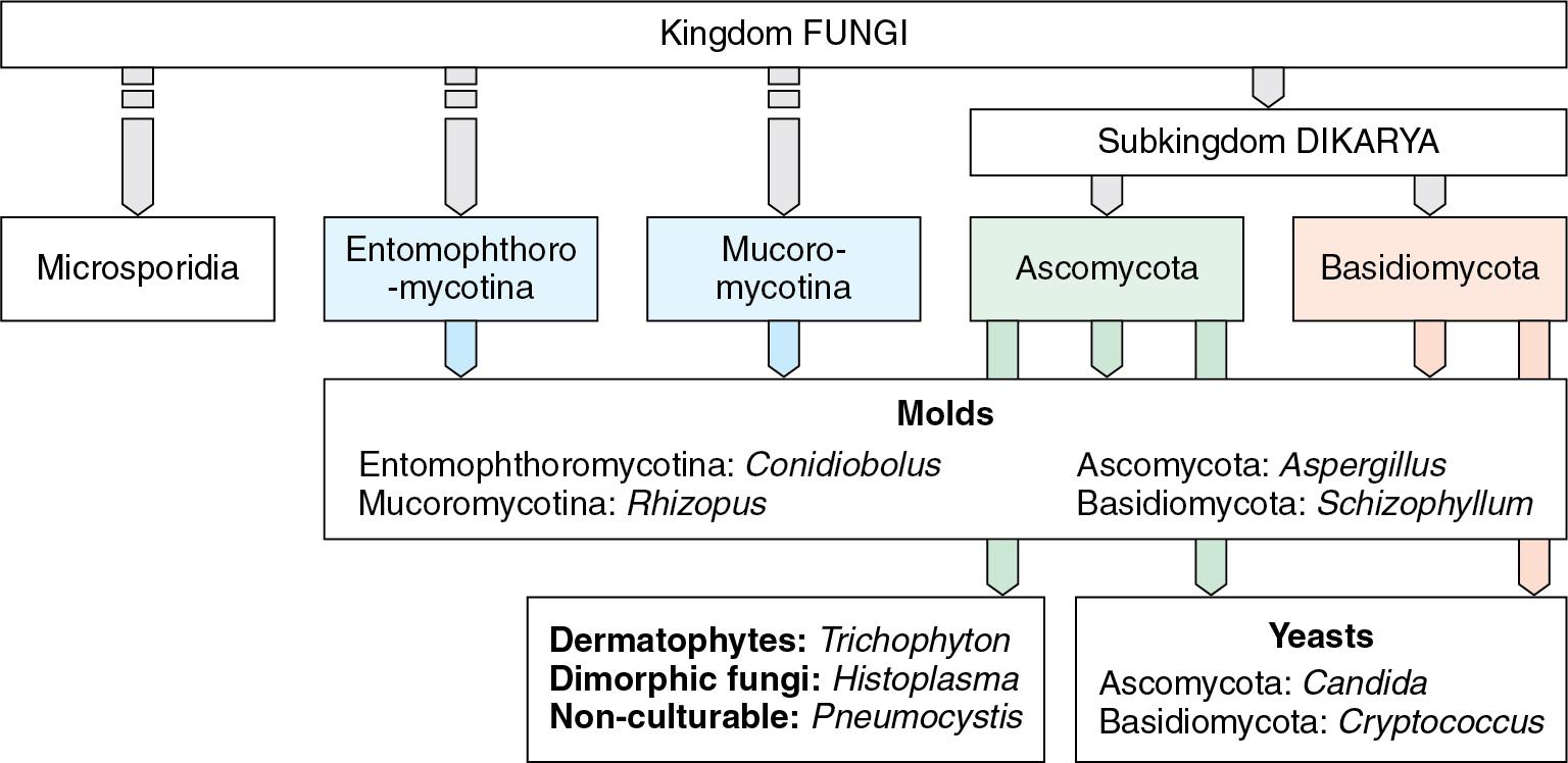 FIGURE 87.2, Taxonomy of fungi. A simplified overview of the major taxa of fungi that are encountered in clinical mycology and the corresponding informal groups (in bold font) . Common examples of fungal pathogens are provided for each informal group. Dashed arrows and the side-by-side placing of different taxonomic ranks reflect uncertainties about phylogenetic relationships among fungal taxa.