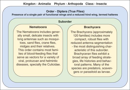 Figure 31-1, Division of the order Diptera.