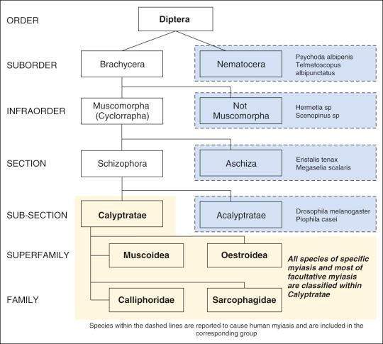 Myiasis - Clinical Tree