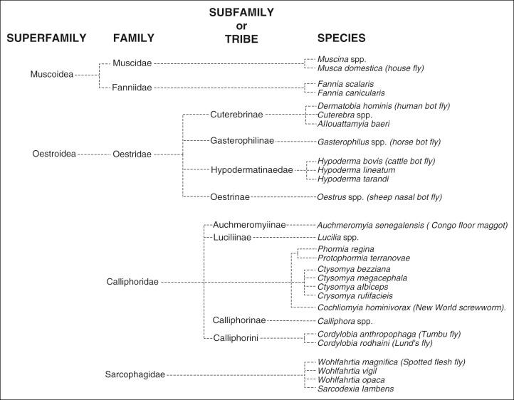 Figure 31-3, Myiasis-causing flies of the Calyptratae subsection.