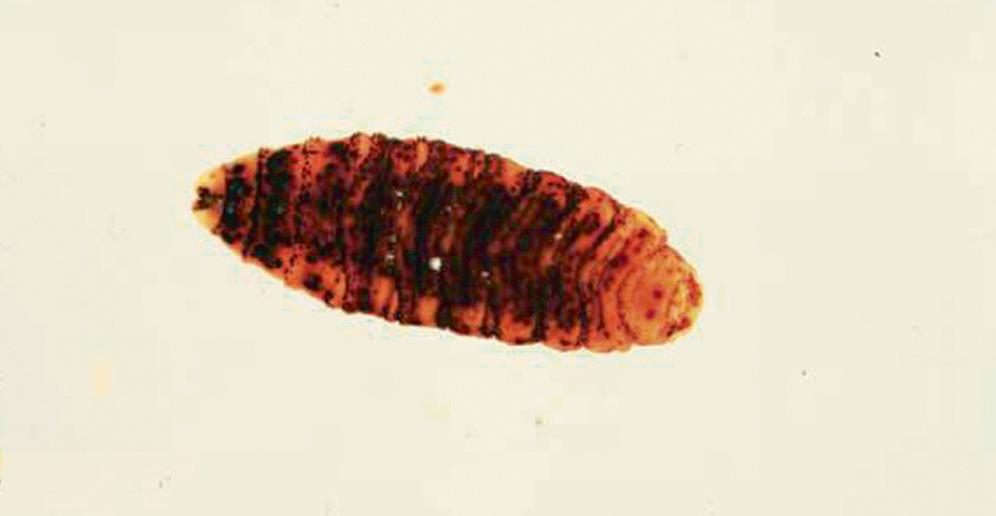 FIG. 294.2, 16-mm–long third-stage (instar) New World screwworm fly larva or maggot, Cochliomyia hominivorax.