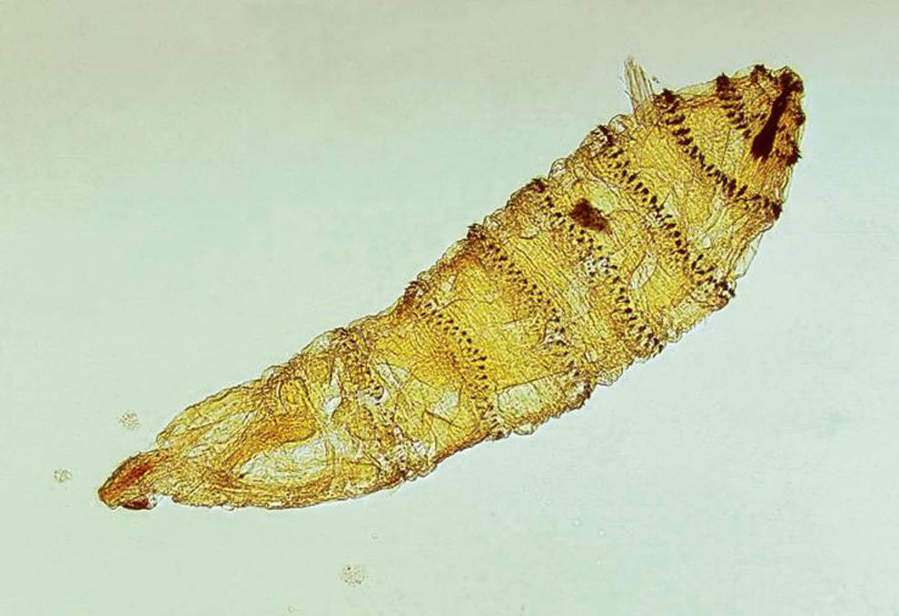 FIG. 294.3, First-stage (instar) larva of a Cuterebra spp. botfly native to North America.