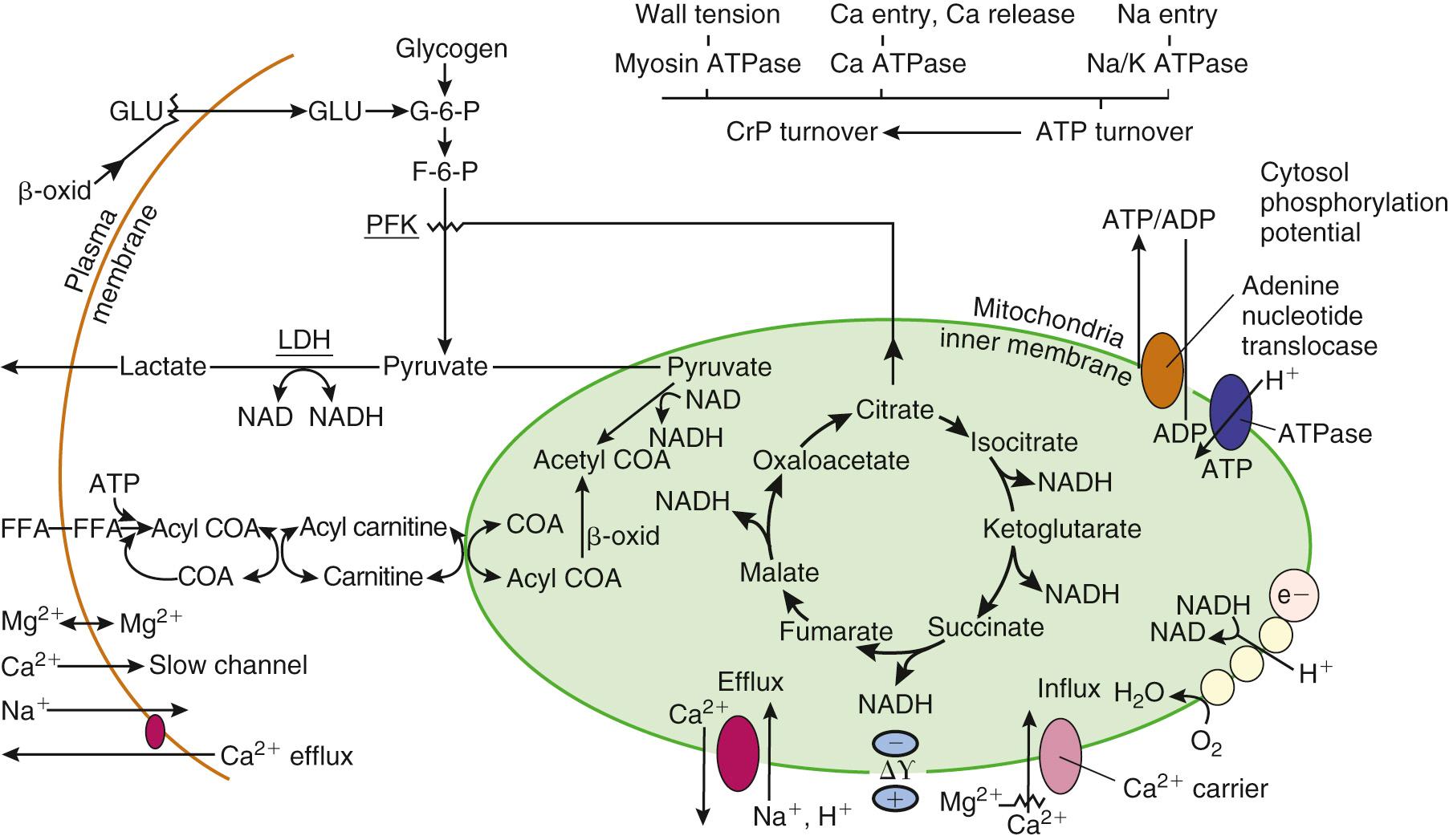 FIGURE 65-2, The biochemical anatomy of the normal functioning myocardial cell. The three main reactions using ATP are (1) myosin ATPase involved in the development of wall tension, (2) Ca 2+ ,Mg 2+ -ATPase involved in sequestration of Ca 2+ that enters the cell with each beat and the Ca 2+ that is liberated from sarcoplasmic reticulum in the activation of contractile protein, and (3) Na + ,K + -ATPase involved in Na + efflux. The action of this vectorial ATPase establishes the monovalent cation gradient across the membrane that is used to maintain cell excitability and the efflux of Ca 2+ .