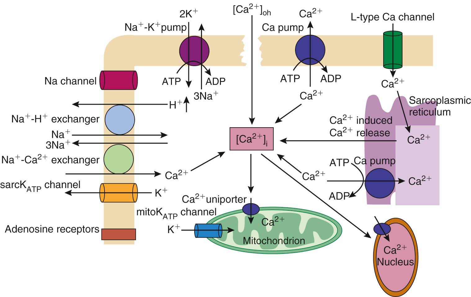 FIGURE 65-4, Sources of calcium regulation. The inability of the myocyte to modulate intracellular and intraorganellar calcium homeostasis during ischemia and during early reperfusion is the basis of the calcium hypothesis for ischemia-reperfusion injury. Increased intracellular calcium ([Ca 2+ ] i ) induces a cascade of events culminating in increased mitochondrial and nuclear calcium accumulation and cell injury and death.