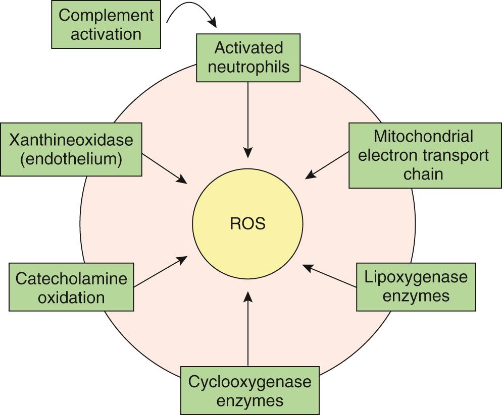 FIGURE 65-5, Sources of reactive oxygen species generation. The free radical hypothesis suggests that accumulation of partially reduced molecular oxygen, collectively known as reactive oxygen species (ROS), during the early stages of reperfusion causes myocardial cellular damage and cell death. Reactive oxygen species are formed by the acquisition of a single electron, making them highly reactive and cytotoxic. The major reactive oxygen species in order of production are superoxide (O 2 •− ), hydrogen peroxide (H 2 O 2 ), hydroxy radical ( • OH), and lipid peroxides. ROS formation has been shown to cause myocellular injury through microsomal peroxidation of the cellular phospholipid layer, leading to loss of cellular integrity and function.