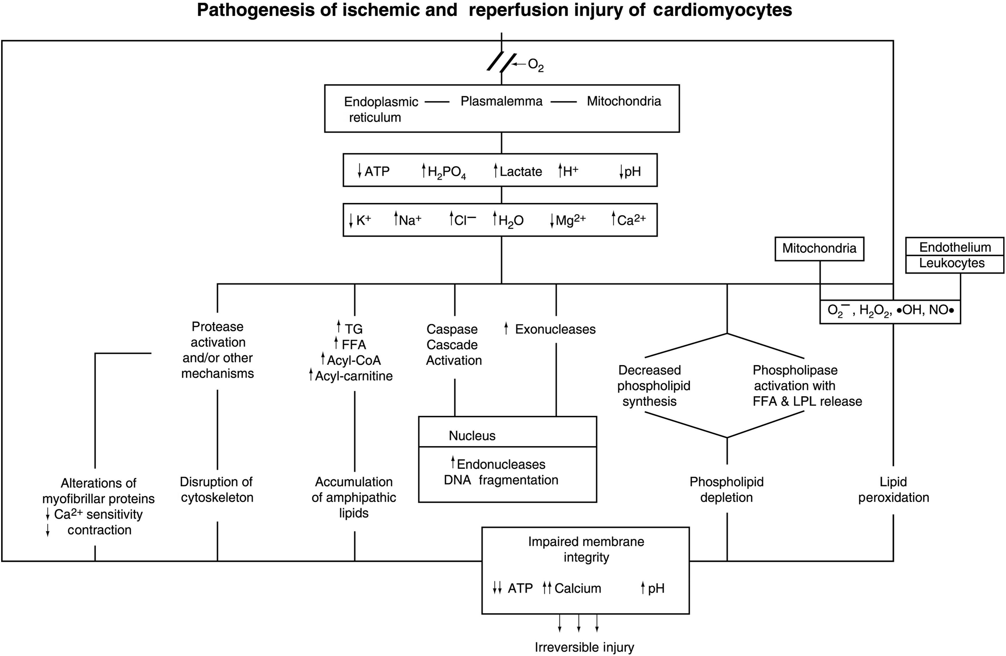 Figure 10.5, Pathogenesis of myocardial ischemic injury, involving oncotic and apoptotic mechanisms. The final common pathway is irreversible cardiomyocyte injury. FFA , Free fatty acids; LPL , lysophospholipids; TG , triglycerides.