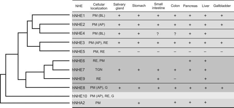 Fig. 56.2, Homology tree (cladogram), tissue-specific expression and cellular localization of the nine cloned mammalian Na + /H + exchangers in the gastrointestinal tract. PM , plasma membrane; AP , apical membrane; BL , basolateral membrane; RE , recycling endosomes; TGN , trans-Golgi network, G , Golgi.