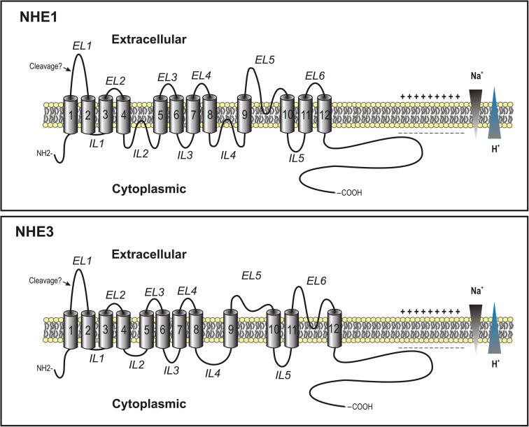 Fig. 56.3, Current models of NHE1 and NHE3 membrane topology. EL , extracellular loop; IL , intracellular loop.