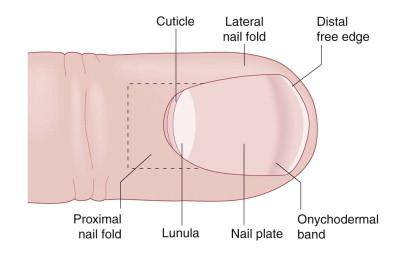 Figure 32.1, Dorsal view of the nail unit.