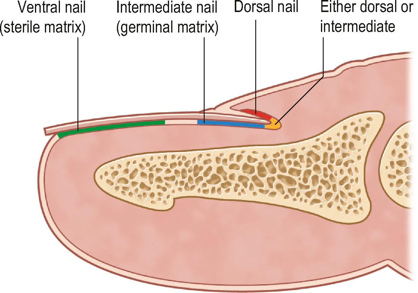 Figure 6.3, Components of the nail are produced in three areas.