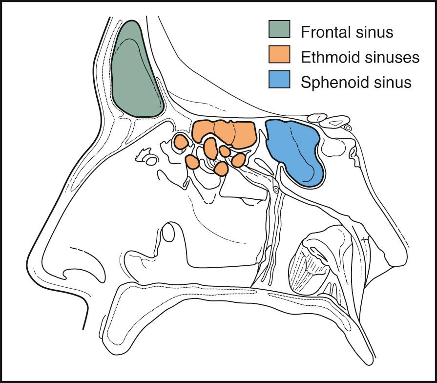 Figure 5.39, The relationship of the paranasal sinuses to each other.