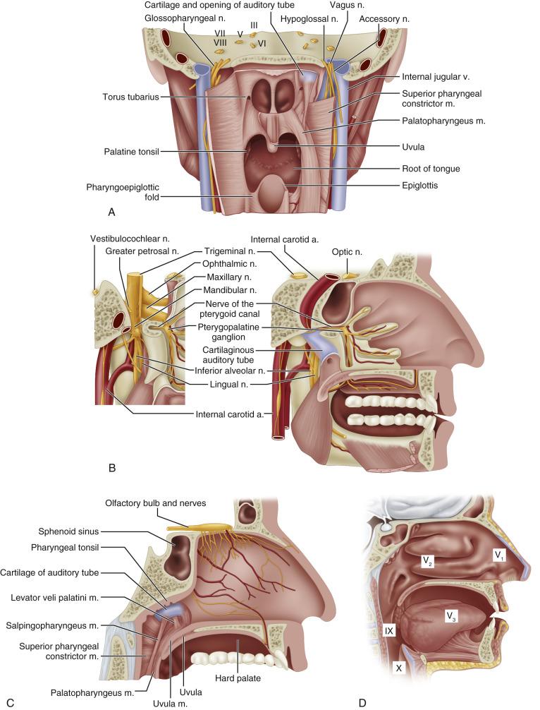 Fig. 40.1, Anatomic relationships of the structures of the nasopharynx and adjacent structures. (A) Coronal section through the center of the nasopharynx, with view of lateral structures. (B) Sagittal section through the nasopharynx lateral to midline, with a view of the lateral relationships of the nasopharynx (inset) . (C) Sagittal section through the nasopharynx, with a view of the anterior and adjacent structures. (D) Sensory innervation of the nasopharynx. Roman numerals refer to cranial nerves. a, artery; m, muscle; n, nerve; v, vein; V1, ophthalmic division of trigeminal nerve; V2, maxillary division of trigeminal nerve; V3, mandibular division of trigeminal nerve.