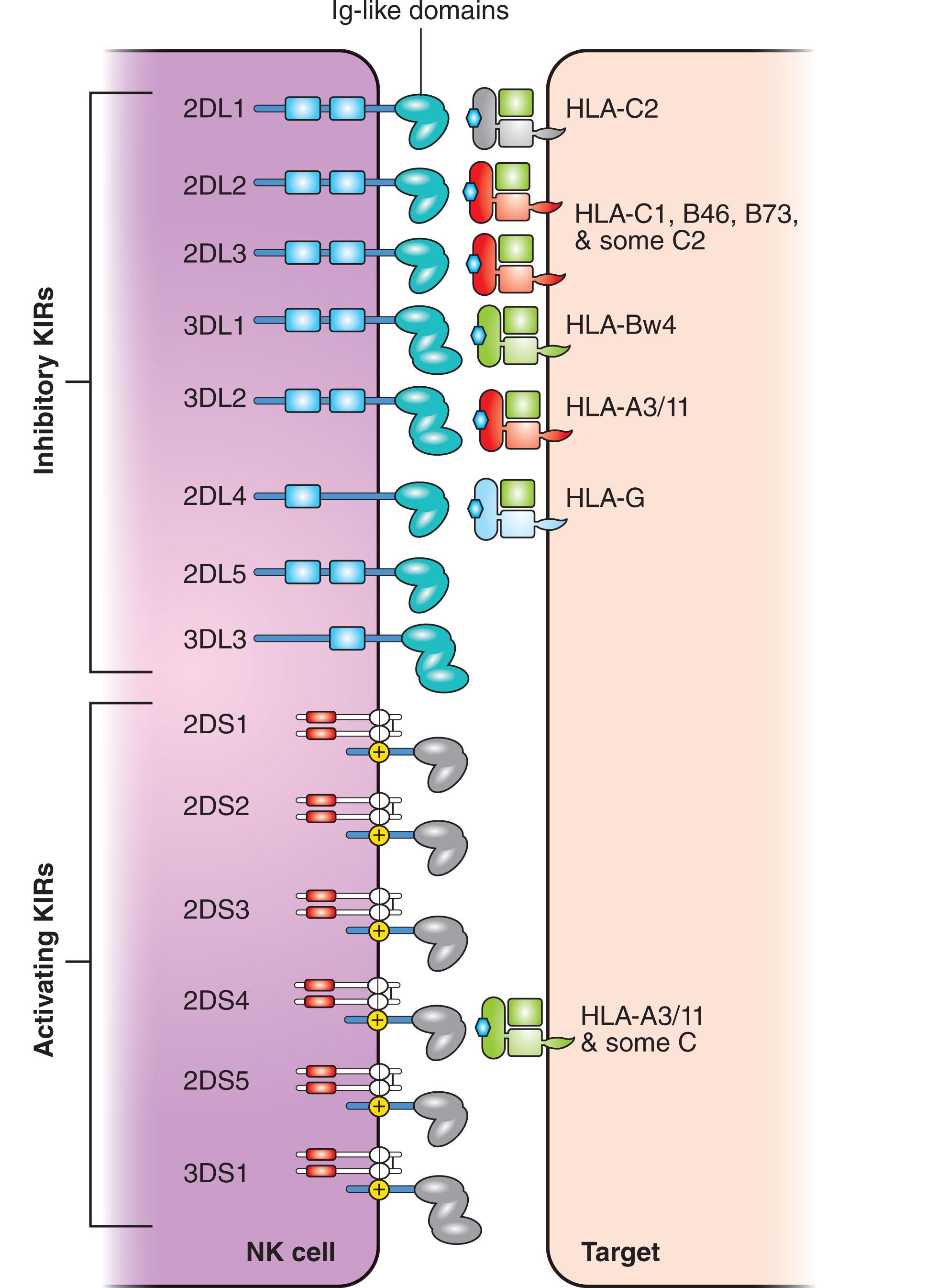 Figure 21.3, SIMPLIFIED REPRESENTATION OF HUMAN KIR MOLECULES AND THEIR HLA LIGANDS.