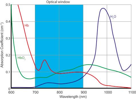 Figure 7.1, Absorption spectra of oxygenated hemoglobin, deoxygenated hemoglobin, and water. 15 Hb , hemoglobin; HbO 2 , oxyhemoglobin; H 2 O , water.