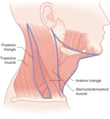 Fig. 17.2, Anterior and posterior triangles of the neck.