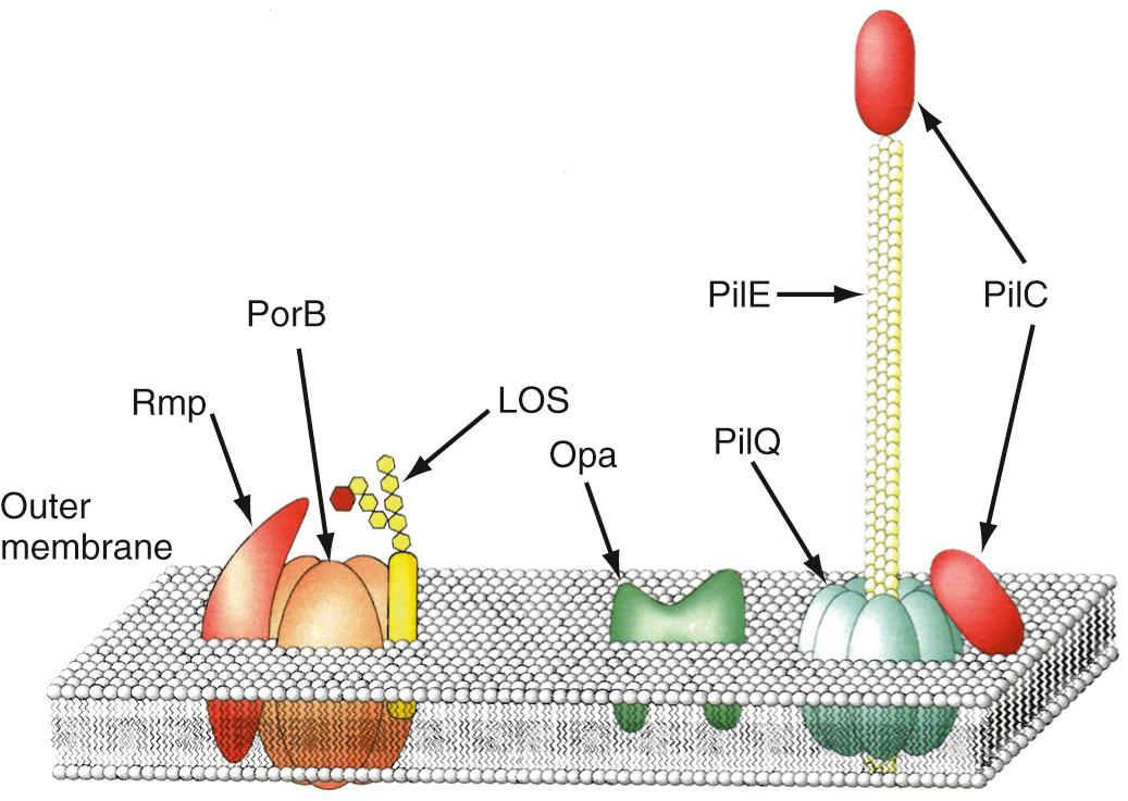 FIG. 212.1, Illustration of gonococcal outer membrane depicting many of the antigens described in the text.