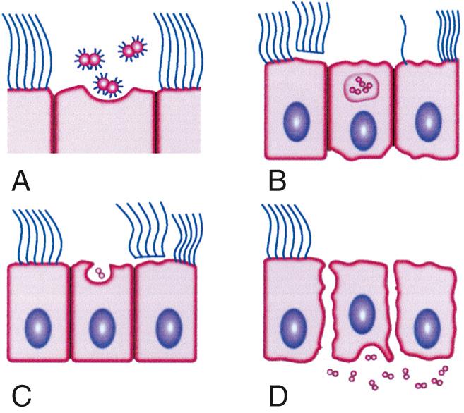 FIG. 212.3, Schematic representation of the interaction between fallopian tube explant epithelial cells and Neisseria gonorrhoeae.