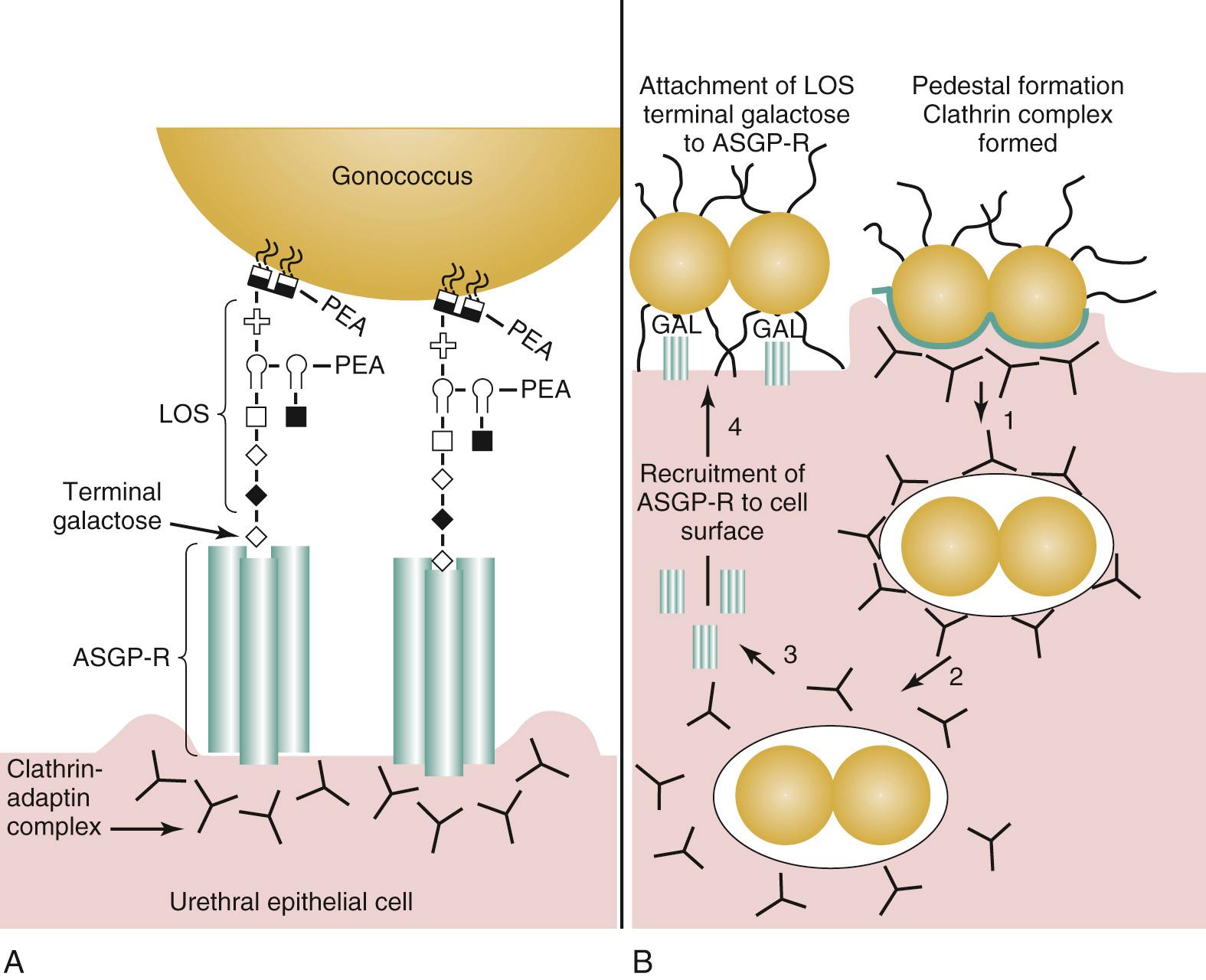 FIG. 212.4, Infection of the urethra by the gonococcus is accomplished by receptor-mediated phagocytosis of the organism by the urethral epithelial cell.