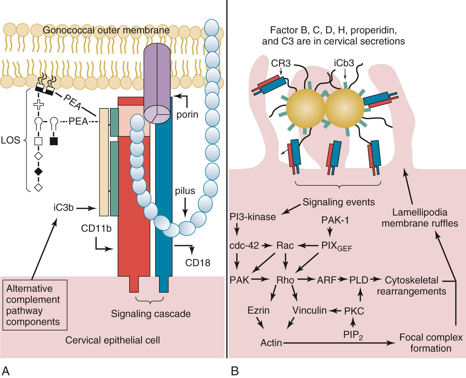 FIG. 212.5, Infection of cervical epithelia by the gonococcus.