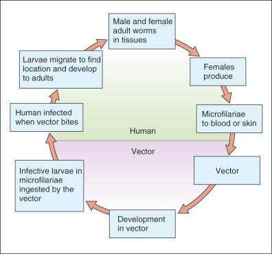 Figure 7-2, The life cycle of nematodal helminths.