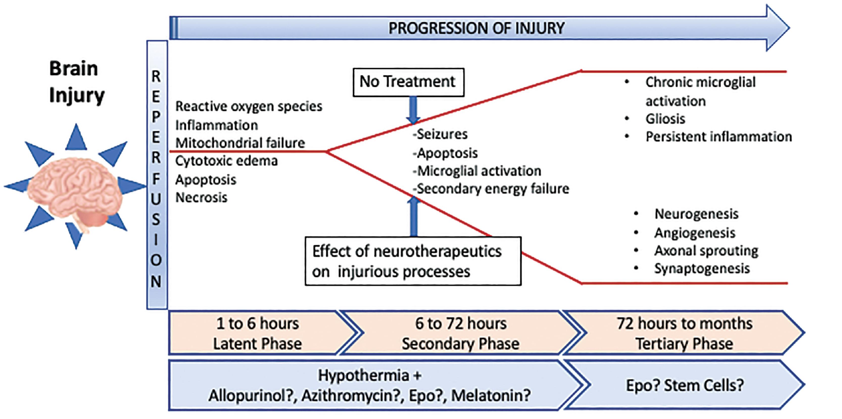 Fig. 55.1, Pathophysiologic stages, mechanisms, and opportunities for therapeutic intervention in hypoxic-ischemic encephalopathy in relation to evolution over time.