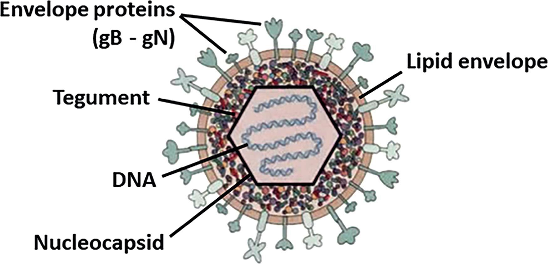 Fig. 32.1, Schematic Figure Showing the Structure of a Herpes Simplex Virus.