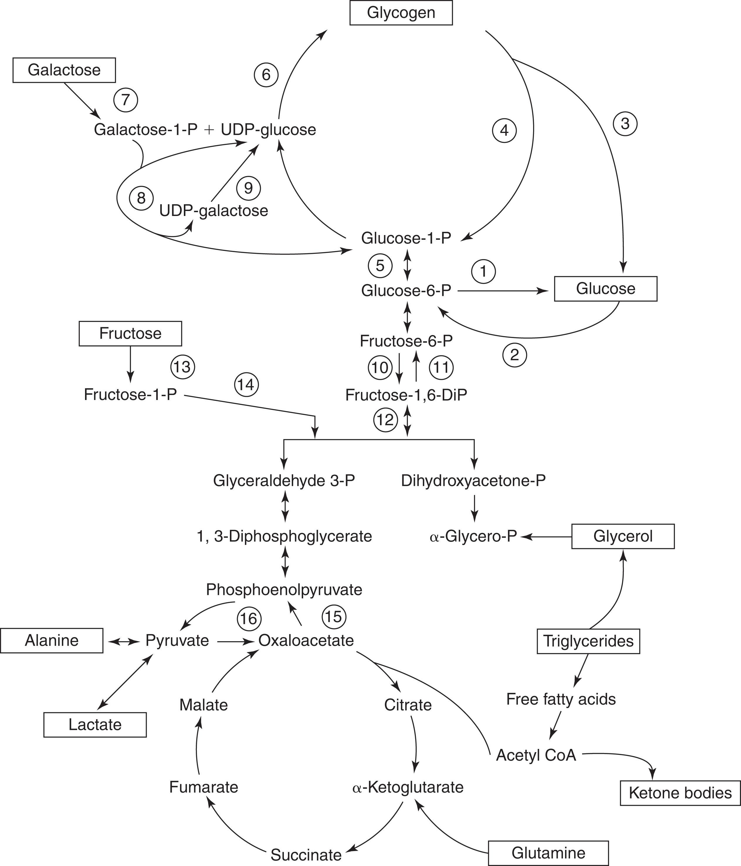 Fig. 87.1, Key Metabolic Pathways of Intermediary Metabolism.