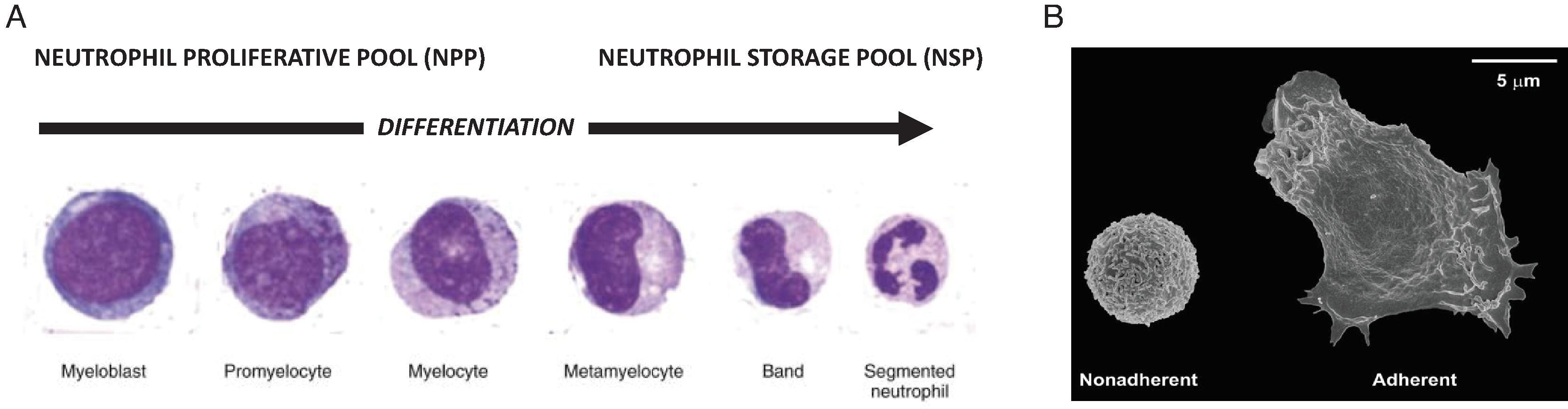 Fig. 56.4, (A) Neutrophil maturation stages. (B) Scanning electron micrographs of nonadherent and adherent neutrophils. (A, Reproduced after permission and minor modifications from Khanna-Gupta and Berliner. Granulocytopoiesis and monocytopoiesis. In: Hematology: Basic Principles and Practice. Ch. 27, 321–333.e1. B, Reproduced after permission and minor modifications from DeLeo and Nauseef. Scanning electron micrographs of nonadherent and adherent neutrophils. Granulocytic phagocytes. In: Mandell, Douglas, and Bennett’s Principles and Practice of Infectious Diseases . 2020.)