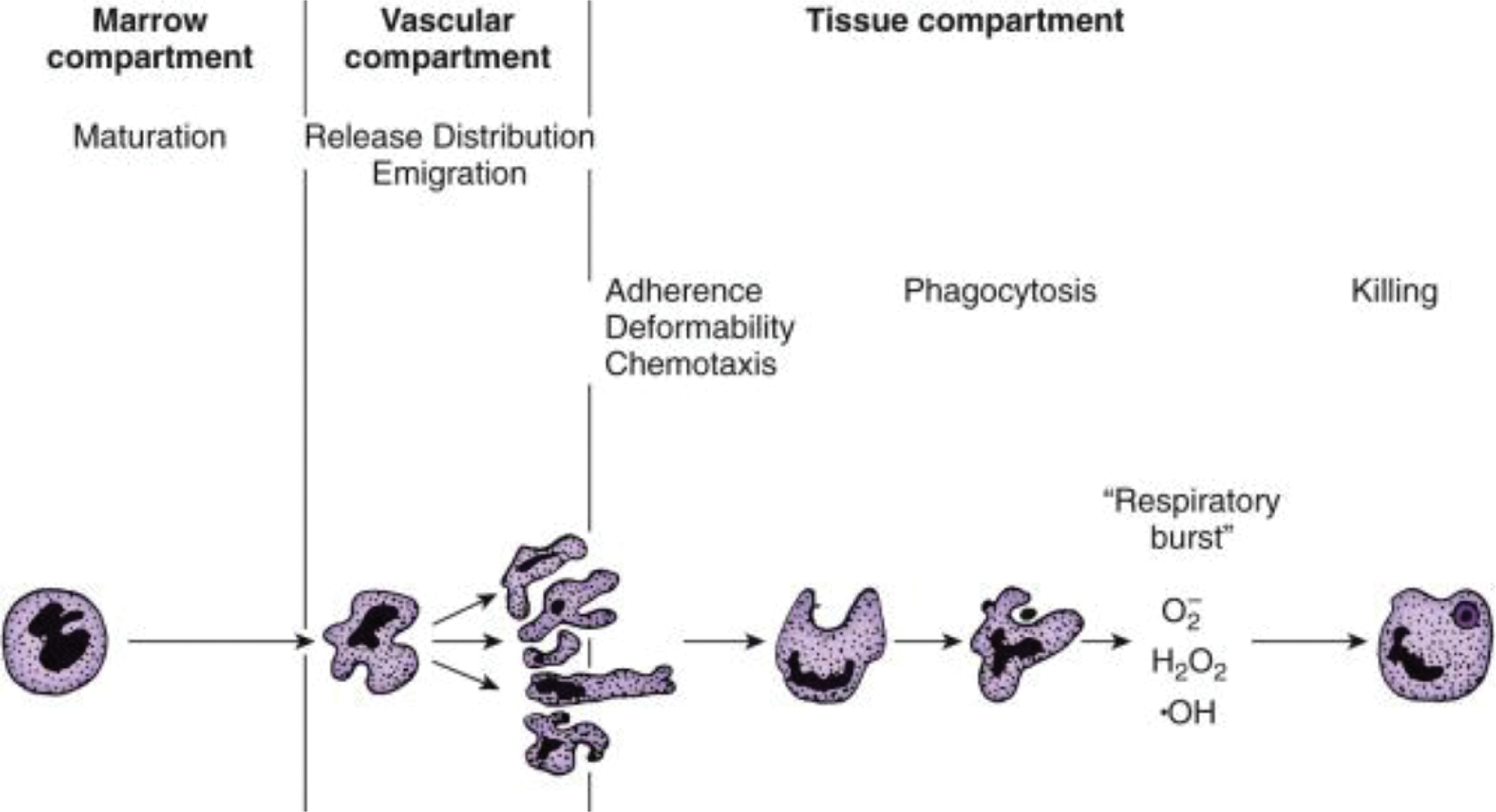 Fig. 56.5, Overview of Neutrophil Functions .