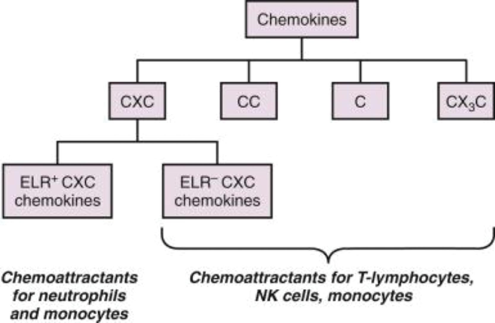Fig. 56.6, Chemokines Are Classified According to the Position of Conserved Cysteine Residues Near the N -Terminus .